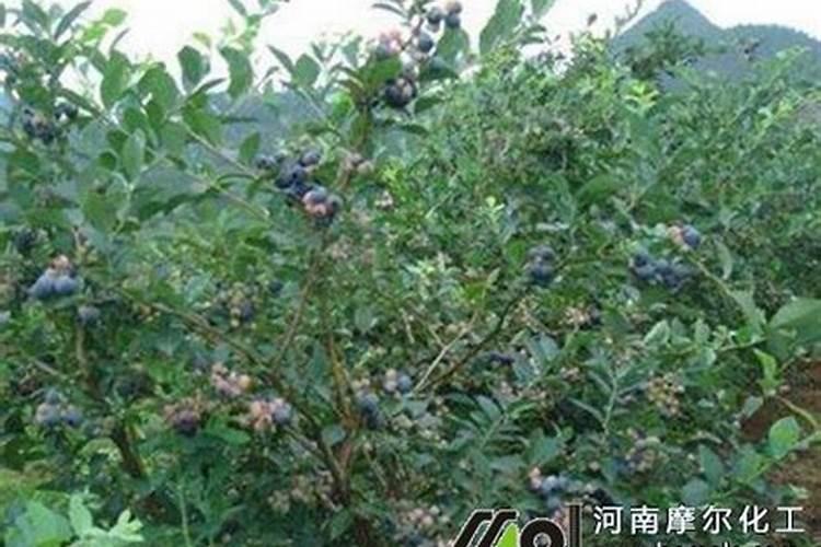 蓝莓种植技术引导(五)