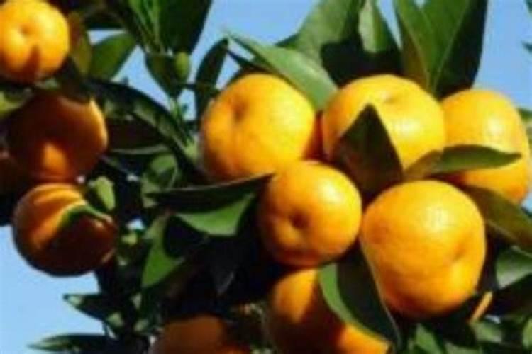 一棵柑橘树要多钾肥吗