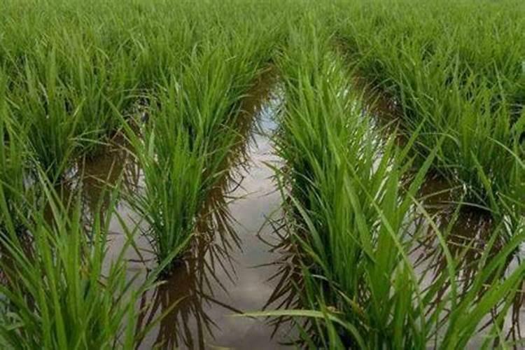 钙肥撒施好还是沟施好？