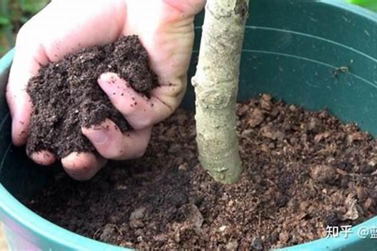 狗粪晒干可以做肥料吗