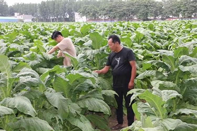 烤烟施钾肥最佳时间 什么时候使用效果好