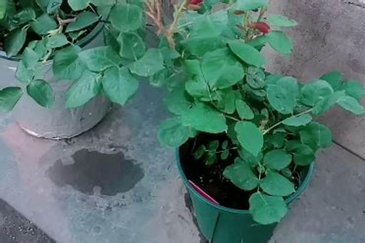 月季发的新芽尖焦干了,是怎么回事？