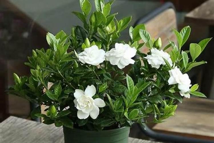 栀子如何栽培？