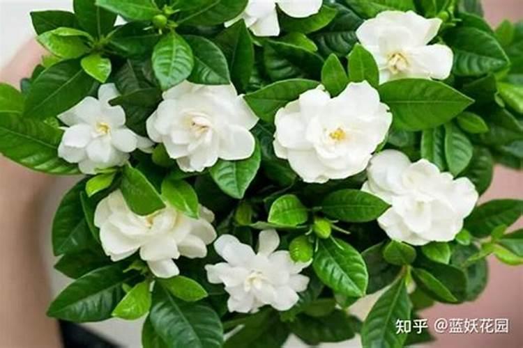 怎样让新买的栀子花,叶片绿油油？