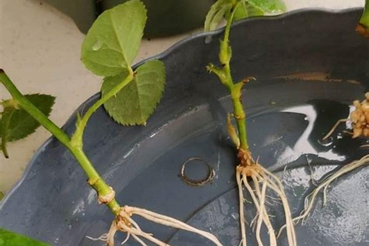 月季花用什么肥料最佳？