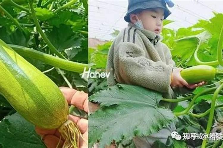 水养富贵竹没有生根可以放化肥吗1