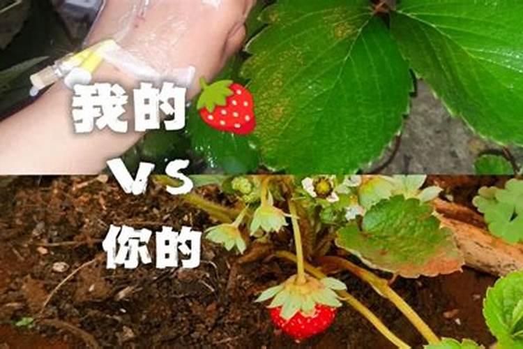 草莓追肥用什么肥料最好