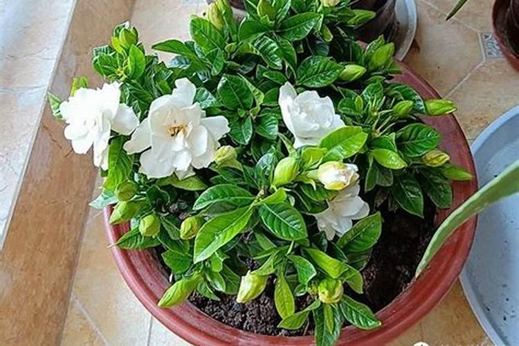 荔枝施什么肥料最好