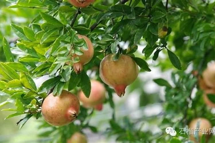 荔枝保花保果期需要施肥吗？用什么效果好