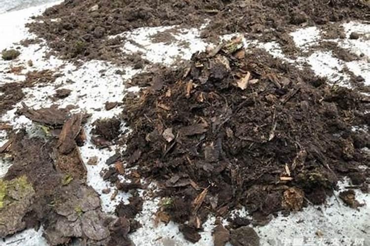 松树盆景如何养殖