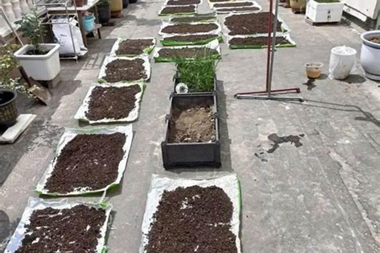 松树盆景配土方法与种植土壤