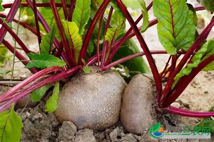 巨微化肥是佛山巨微的吗