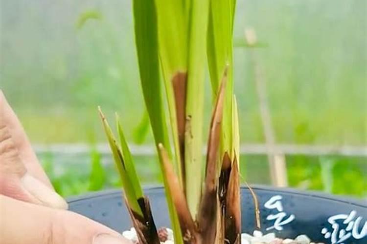 捂出芽的兰花如何养可以继续长芽长叶