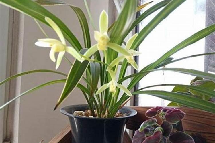 兰花冒出花箭和新芽需要怎么养护