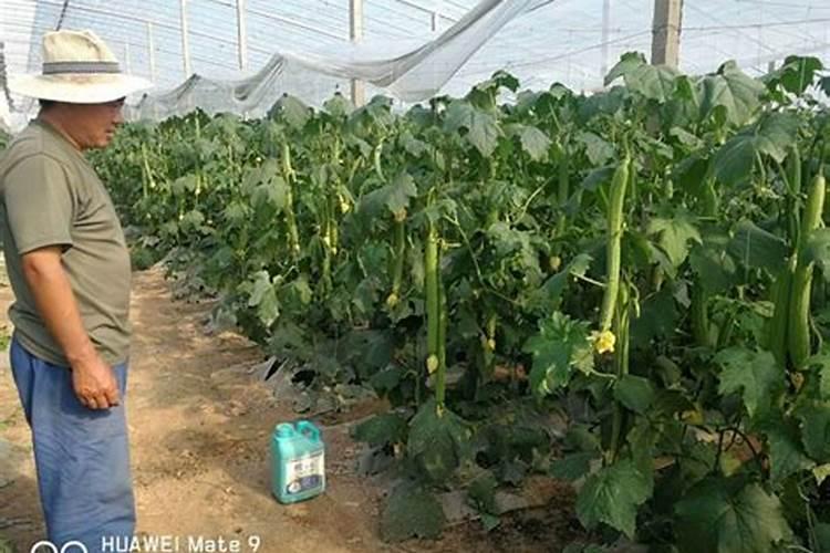 玉米苗期发红发紫怎回事