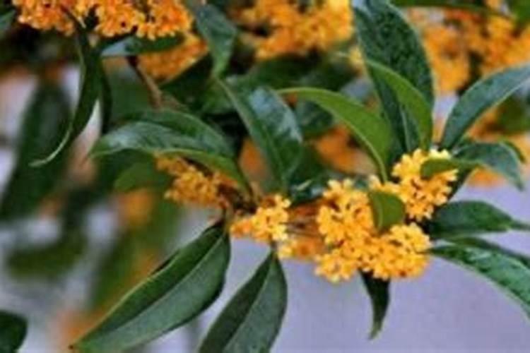 请问桂花树这是得了什么病？