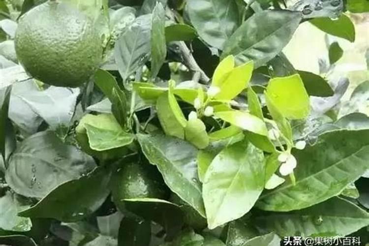 水溶肥能不能叶面喷施