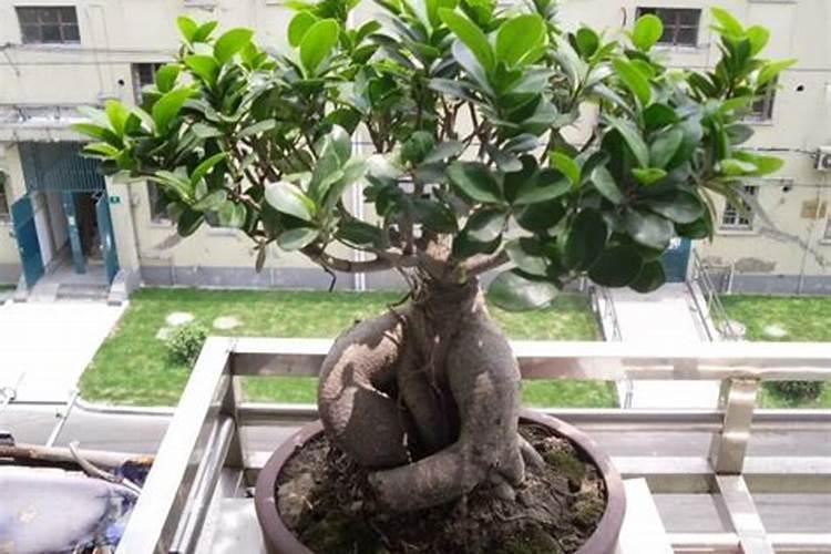 榕树盆景施什么肥最好