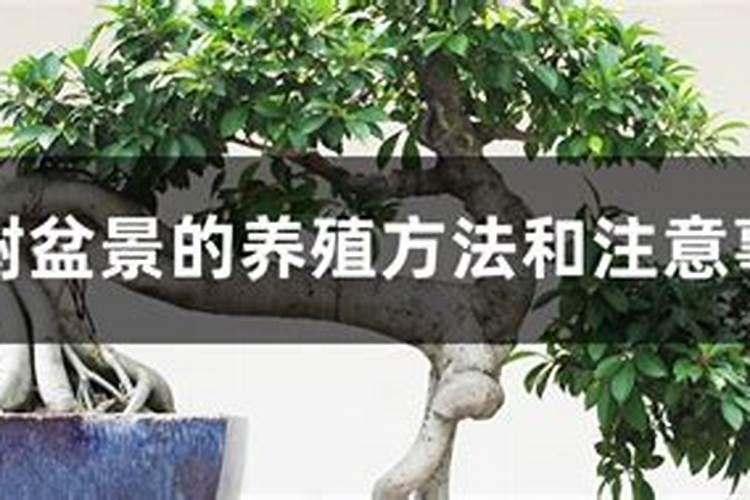 榕树盆景施什么肥最好