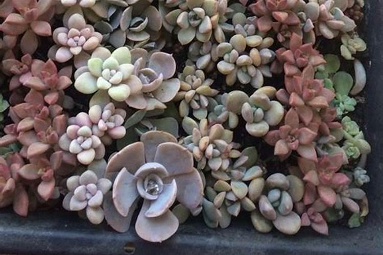 番石榴苗可以用鱼蛋白肥吗