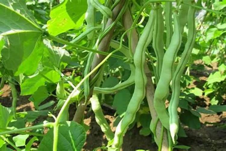 大棚芸豆苗期喷什么叶面肥什么药