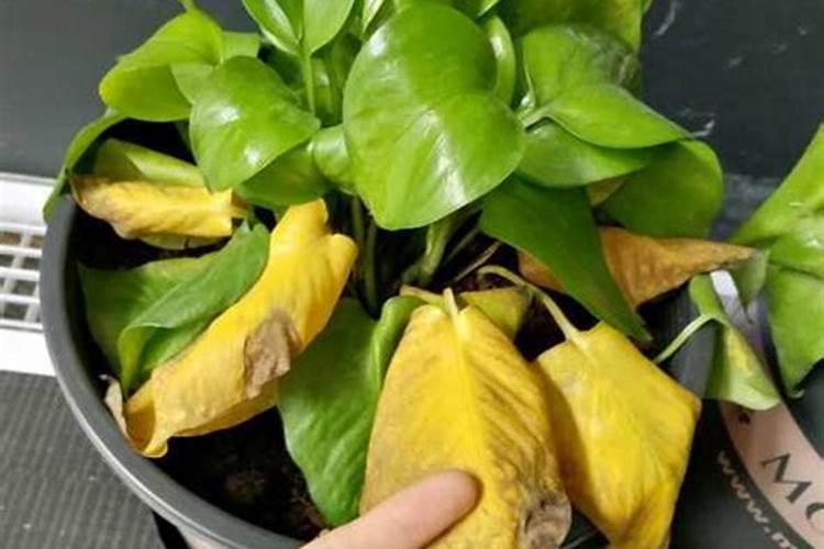 绿萝叶子黄能施肥吗？