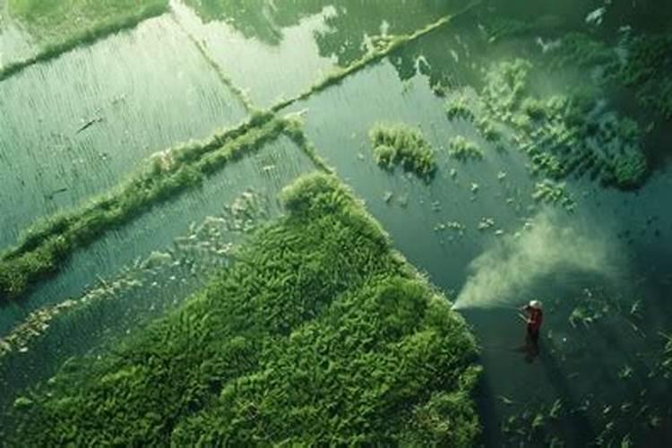 梨树6月份打什么药