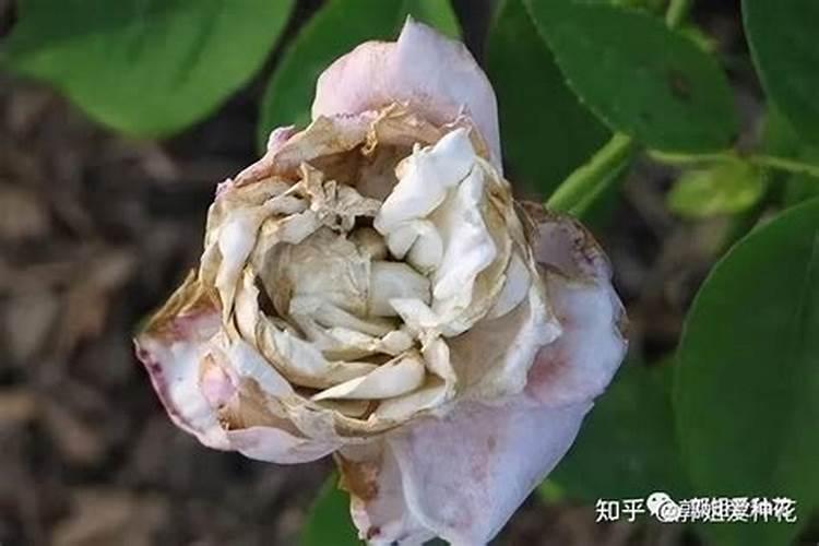 蓟马虫害最佳防治方法