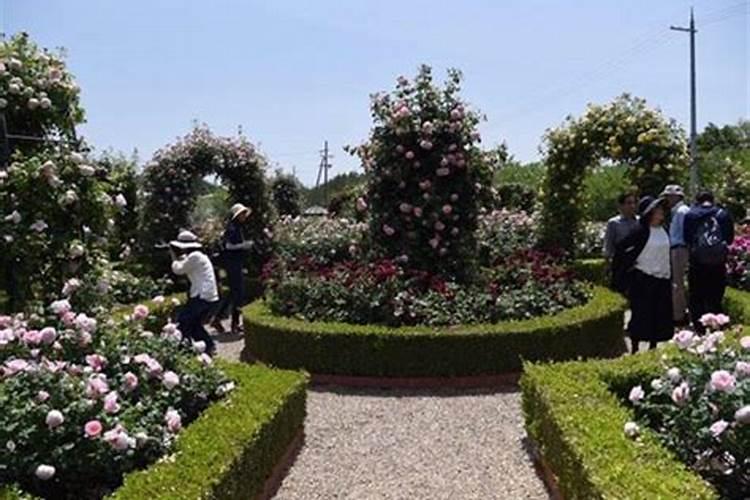 月季蓟马危害及防治