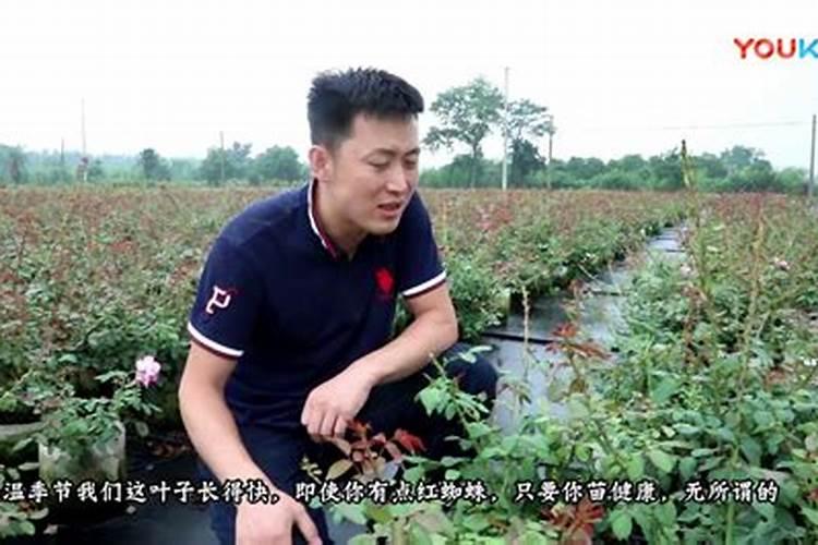 月季得了黑斑和蓟马,怎么喷药