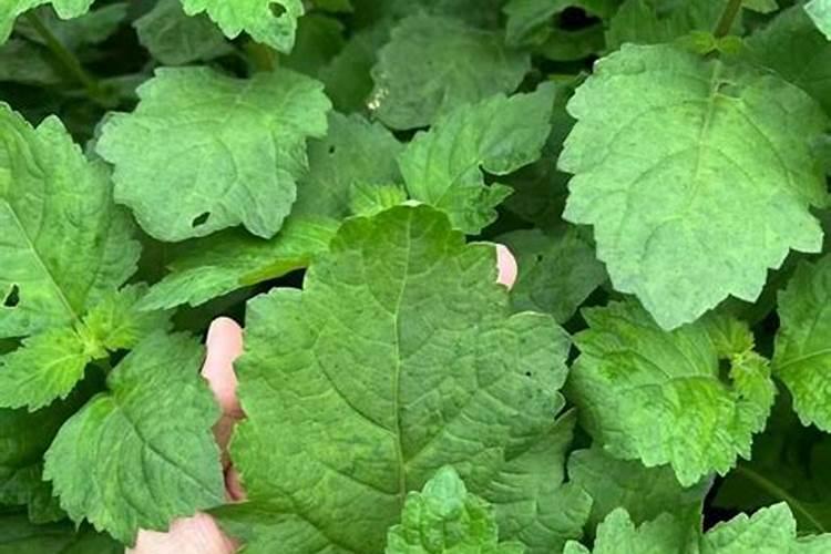 韭菜为什么死株烂苗(韭菜死根枯死原因及防治措施)