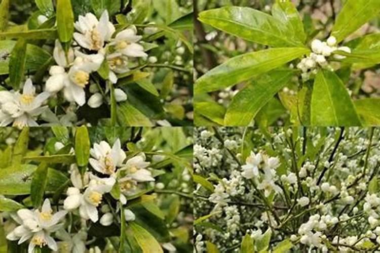柑橘开花时期适合用啥肥料