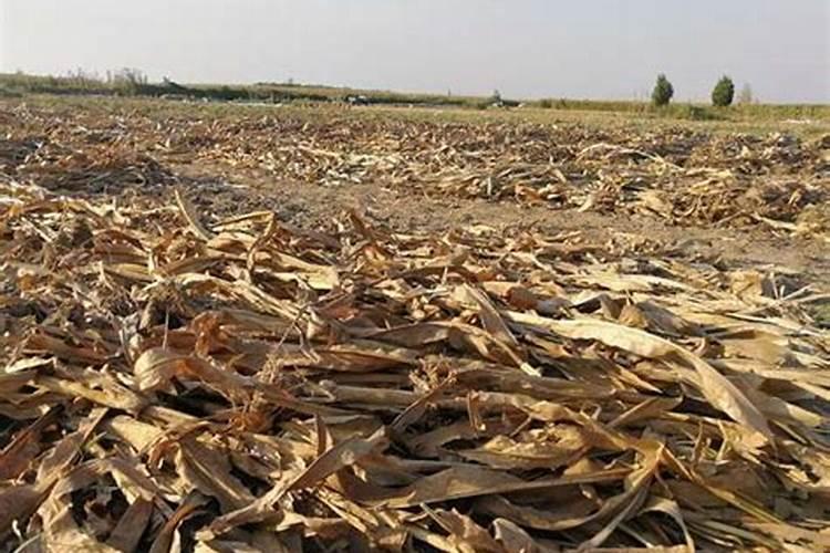 钙肥料有哪些 不能和什么肥料一起用