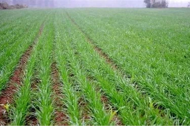 小麦瘪粒不结实,拔节后喷2次硼肥,籽粒颗颗饱满,增产明显