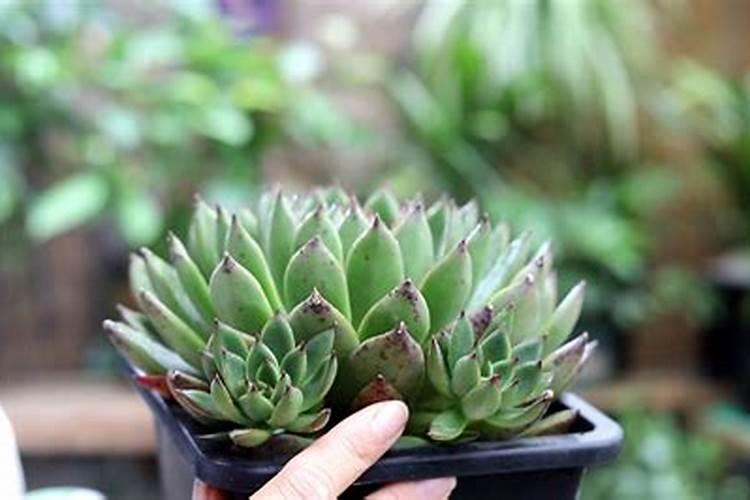 桃树打药关键三遍药