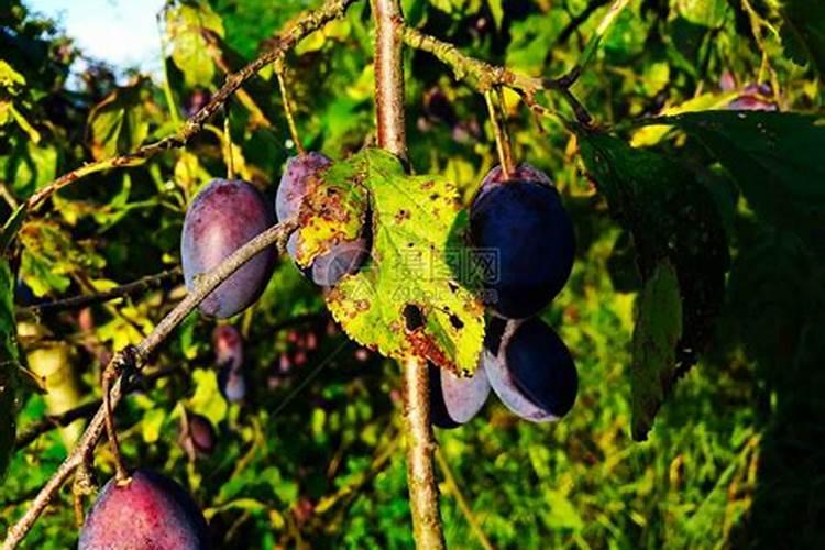 大棚李子树叶发脆干黄是么原因