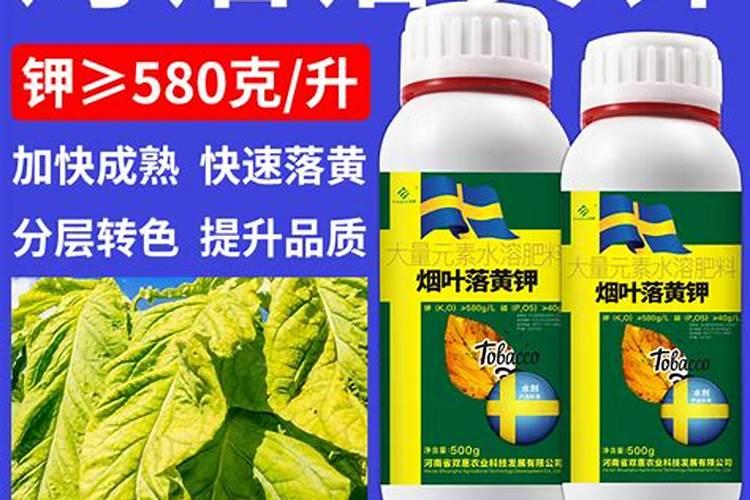 血橙树怎样施肥