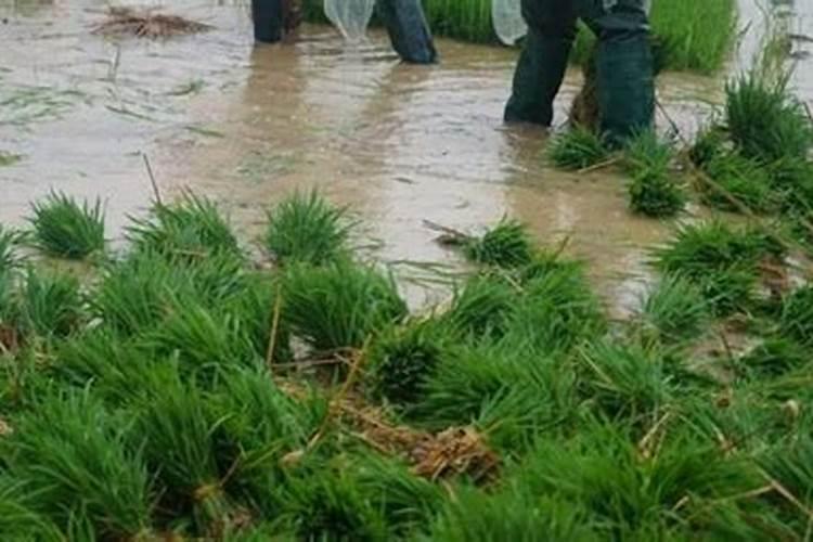 红薯什么时候喷施钾肥