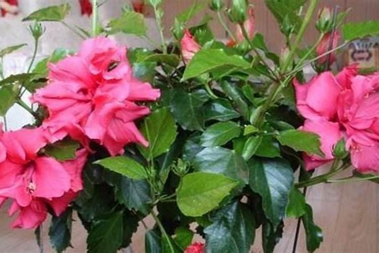 扶桑花施什么肥最好