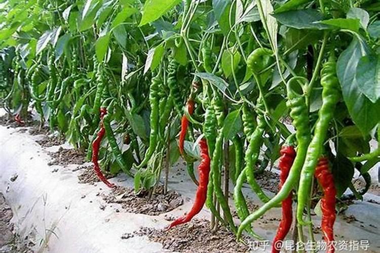 怎样鉴别玉米种子的真假