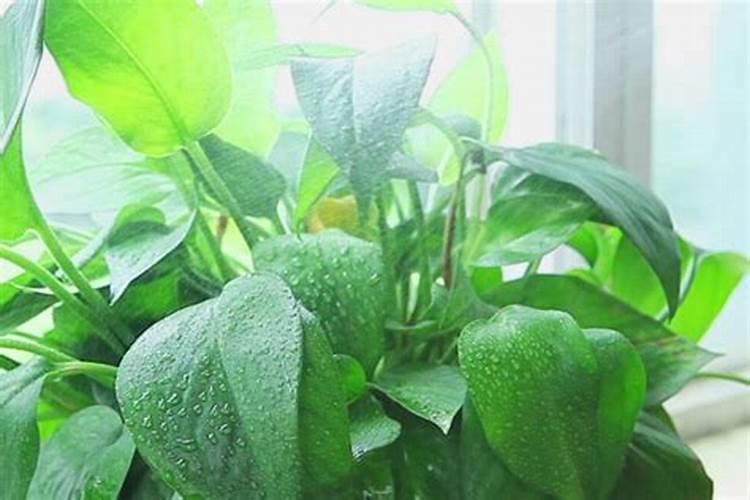 绿叶植物施什么肥料、绿叶宝肥料适合哪些花