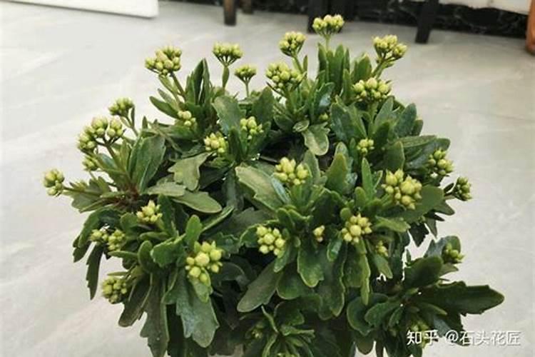 长寿花几种生长处理办法