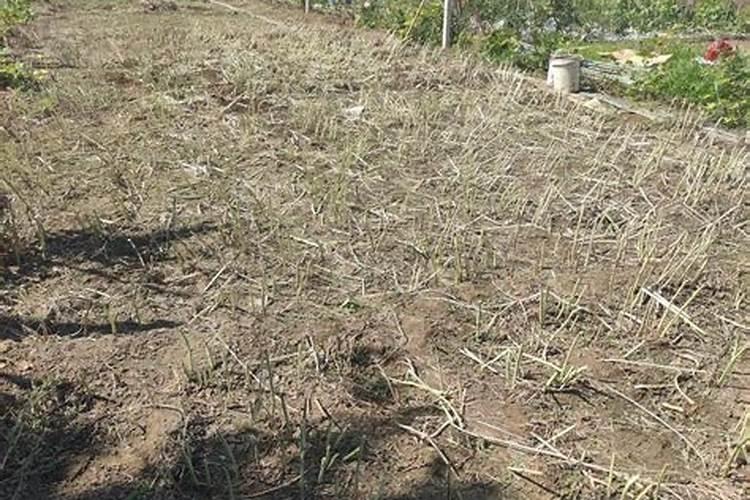 甜瓜施肥的方法？