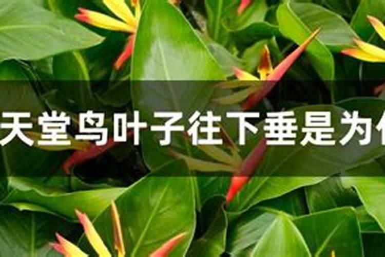 锌肥对果树有什么影响