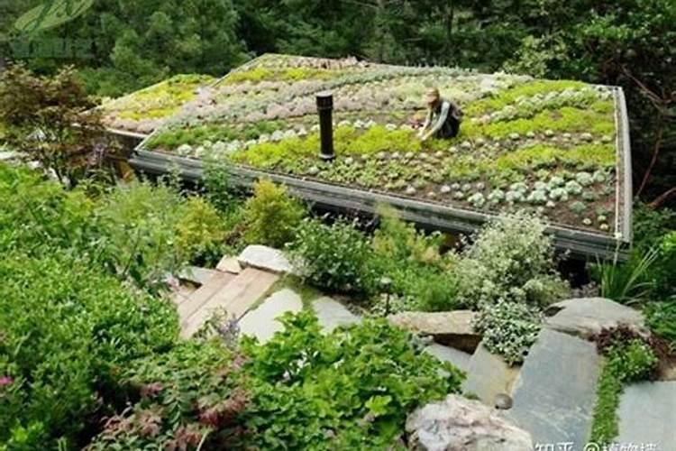 玉吊钟怎么修剪