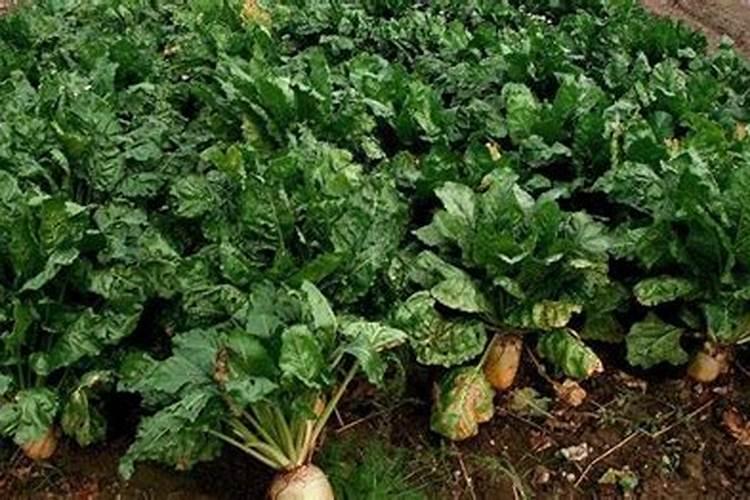 亲土一号含腐植酸水溶肥料能喷雾吗