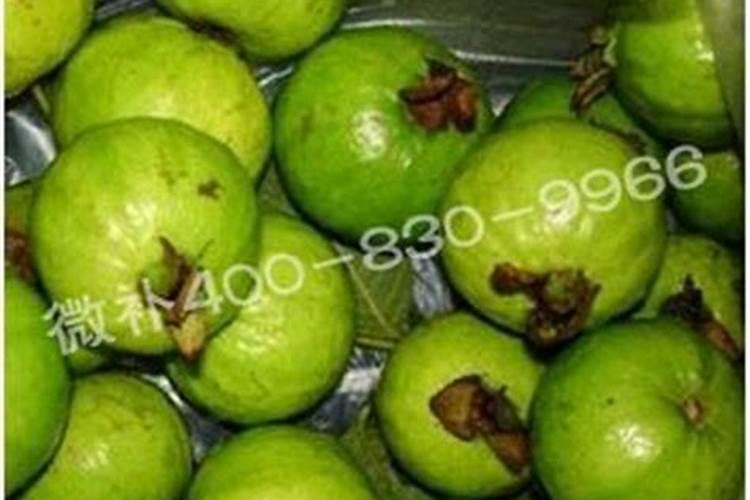 石榴叶片发黄怎样处理