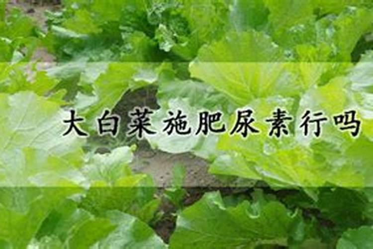 大白菜可以用尿素追肥吗