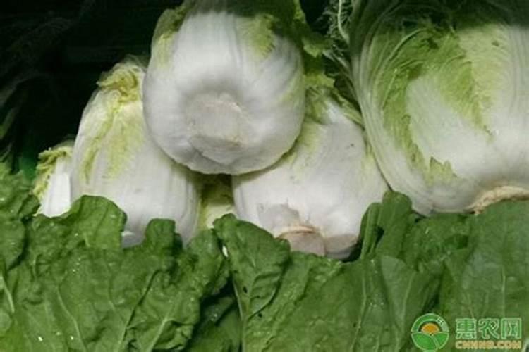 大白菜可以追尿素吗