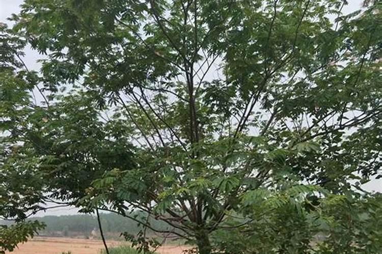 种猕猴桃施什么肥